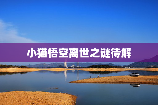 小猫悟空离世之谜待解