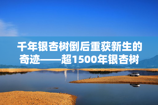 千年银杏树倒后重获新生的奇迹——超1500年银杏树扶正记