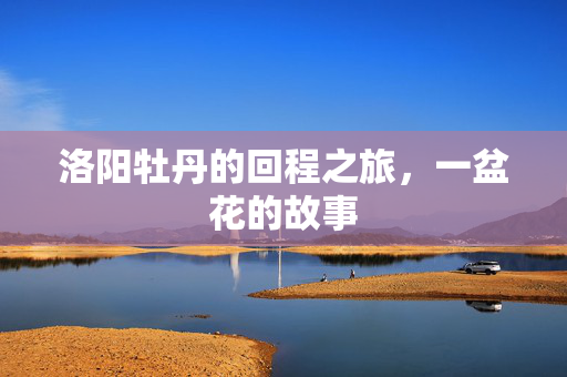 洛阳牡丹的回程之旅，一盆花的故事