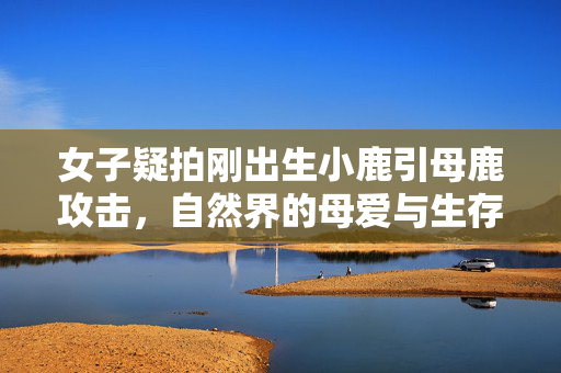 女子疑拍刚出生小鹿引母鹿攻击，自然界的母爱与生存法则