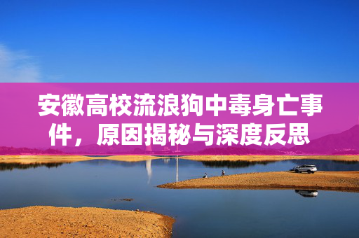 安徽高校流浪狗中毒身亡事件，原因揭秘与深度反思