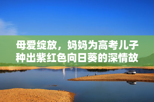 母爱绽放，妈妈为高考儿子种出紫红色向日葵的深情故事