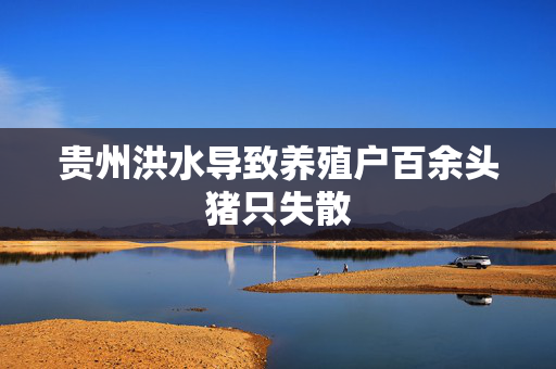 贵州洪水导致养殖户百余头猪只失散