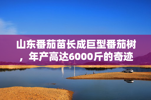 山东番茄苗长成巨型番茄树，年产高达6000斤的奇迹故事