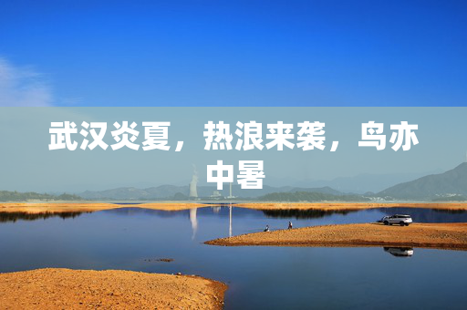 武汉炎夏，热浪来袭，鸟亦中暑