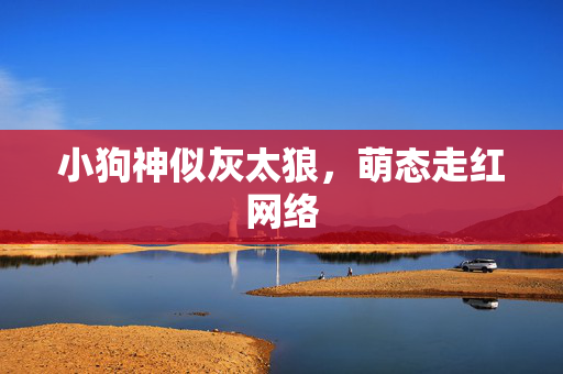 小狗神似灰太狼，萌态走红网络