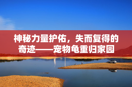 神秘力量护佑，失而复得的奇迹——宠物龟重归家园