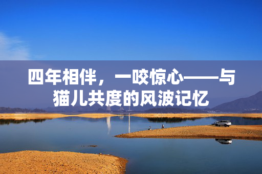 四年相伴，一咬惊心——与猫儿共度的风波记忆