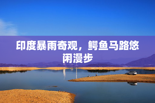 印度暴雨奇观，鳄鱼马路悠闲漫步