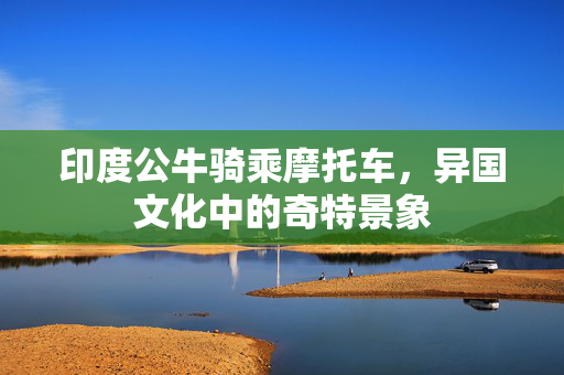 印度公牛骑乘摩托车，异国文化中的奇特景象